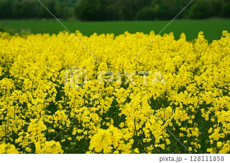 北海道安平町 菜の花畑 128111858
