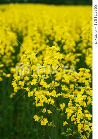 北海道安平町 菜の花畑 128111865