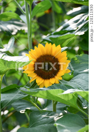 ヒマワリ「F1サンリッチオレンジ」Sunflower 128111930