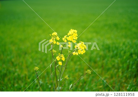 一輪だけ咲く菜の花 128111958