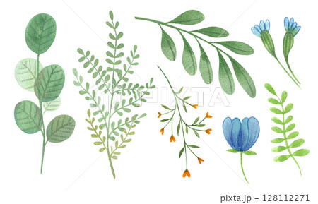 Set of flowers, leaves, floral watercolor illustrations hand drawn isolated on white background. Spring and summer set of colorful plants.	 128112271