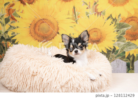 ひまわり畑の背景とチワワ 128112429