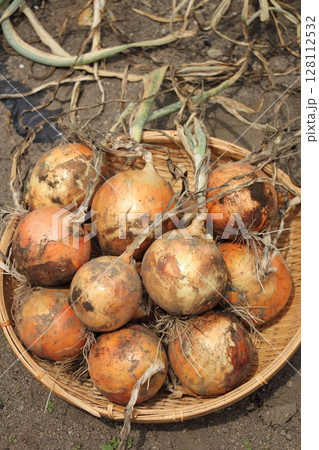 収穫したタマネギ 128112532