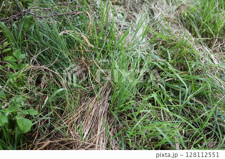 雑草, 草, 庭, 荒地, 野草, 空き地, 植物, 緑, 葉, 自然, 草原, 屋外, グリーン 雑草, 草, 庭, 荒地, 野草, 空き地, 植物, 緑, 葉, 自然, 草原, 屋外, グリーン 128112551