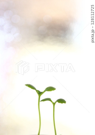 めばえ めばえ 128112725