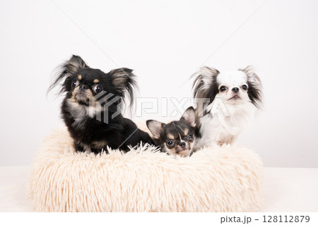 白バックとベッドに入った3匹のチワワ 128112879