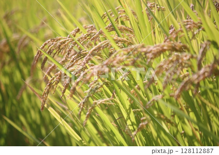 実りの秋、収穫前の稲穂 128112887