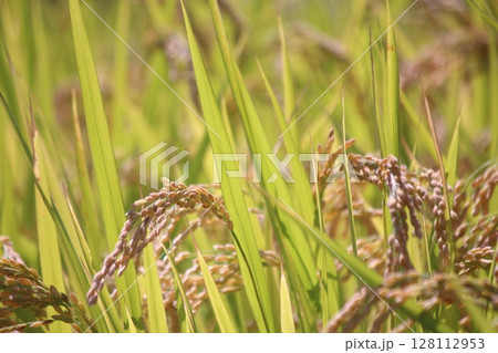 実りの秋、収穫前の稲穂 128112953