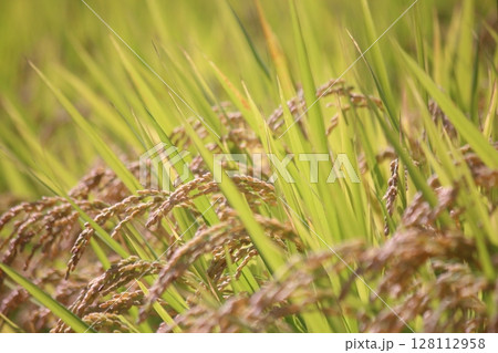 実りの秋、収穫前の稲穂 実りの秋、収穫前の稲穂 128112958