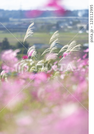 コスモス畑とすすき コスモス畑とすすき 128112995