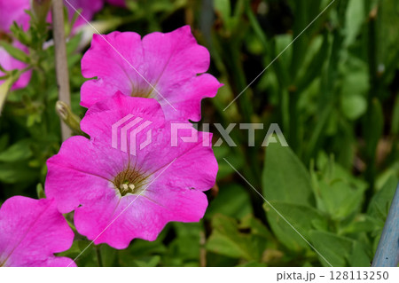 ペチュニア 128113250
