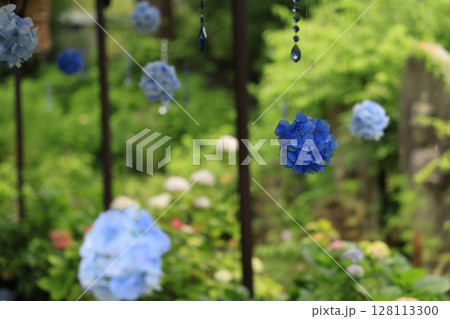 あじさい 128113300