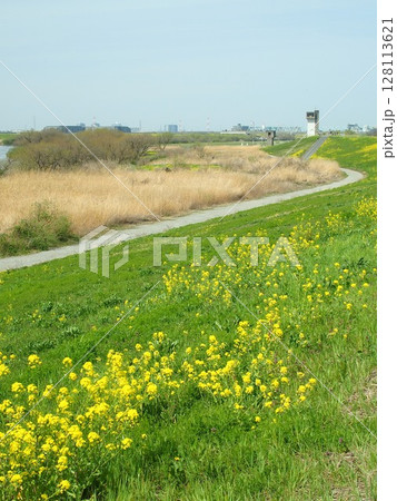 菜の花咲く土手から見る春の江戸川河川敷風景 菜の花咲く土手から見る春の江戸川河川敷風景 128113621