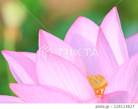 美しい蓮の花 美しい蓮の花 128113627