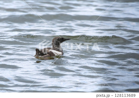 Young bird guillemot swimmng 128113689