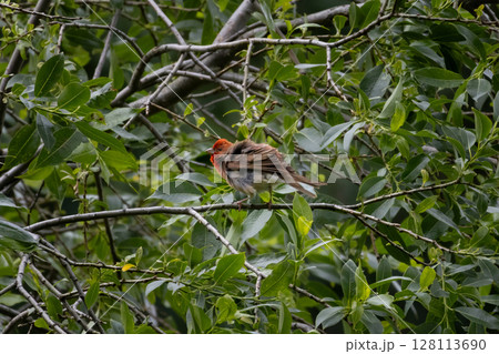 Common rosefinch Carpodacus erythrinus male singing on bush. 128113690