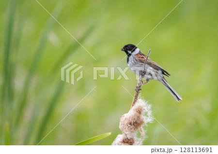 Common reed bunting male on the reed 128113691