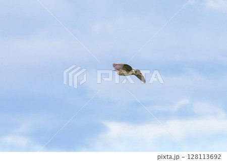bird Botaurus stellaris or Eurasian Bittern in flight 128113692