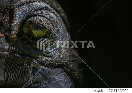 Abyssinian northern Ground Hornbill, Close up eye. Abyssinian northern Ground Hornbill, Close up eye. 128113700