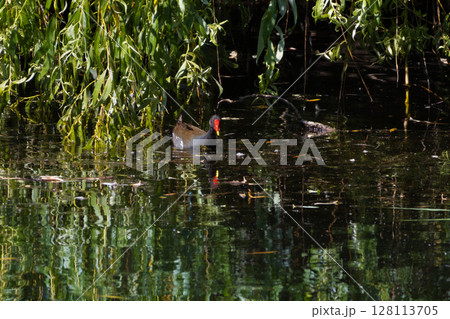 Moorhen (gallinula chloropus) swimming in the water Moorhen (gallinula chloropus) swimming in the water 128113705