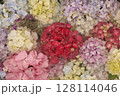 あじさい 128114046