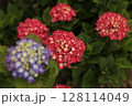 あじさい 128114049