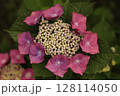 あじさい 128114050