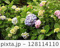 あじさい 128114110
