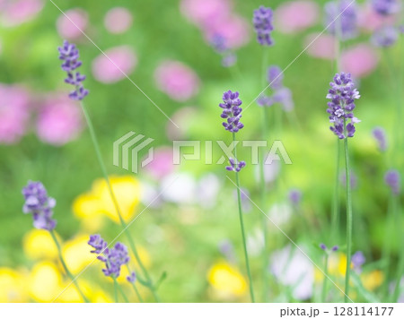 花壇に咲いたラベンダー 128114177