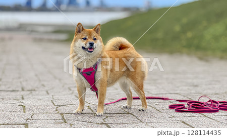 Adorable red Shiba Inu dog happily walking on lush green gras Adorable red Shiba Inu dog happily walking on lush green gras 128114435