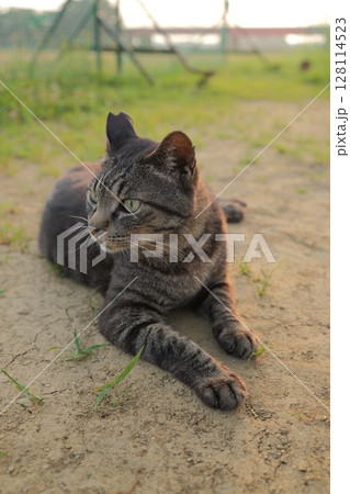 広場で遊ぶとら猫 128114523