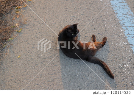 道端で遊ぶ黒猫 128114526