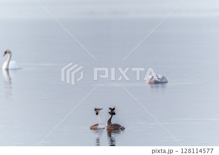 Mating games of two water birds Great Crested Grebes. Two waterfowl birds Great Crested Grebes swim in the lake with heart shaped silhouette Mating games of two water birds Great Crested Grebes. Two waterfowl birds Great Crested Grebes swim in the lake with heart shaped silhouette 128114577