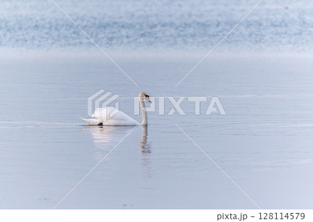 Two Graceful white Swans swimming in the lake, swans in the wild 128114579