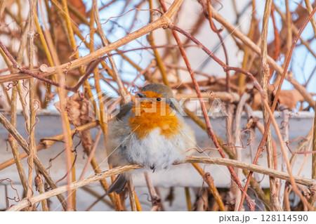 Cute bird the European Robin, Erithacus rubecula. sitting on the tree branch in winter. Cute bird the European Robin, Erithacus rubecula. sitting on the tree branch in winter. 128114590