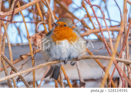 Cute bird the European Robin, Erithacus rubecula. sitting on the tree branch in winter. 128114591