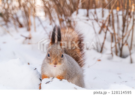 Portrait of a squirrel in winter on white snow background 128114595