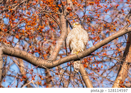 A Eurasian sparrowhawk perched on a branch of a tree outdoors. A Eurasian sparrowhawk perched on a branch of a tree outdoors. 128114597