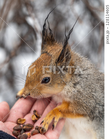 Squirrel eats nuts from a man's hand. Caring for animals in winter or autumn. 128114605