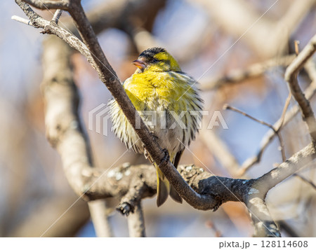 Eurasian siskin male, latin name spinus spinus, sitting on branch of tree. Cute little yellow songbird. 128114608