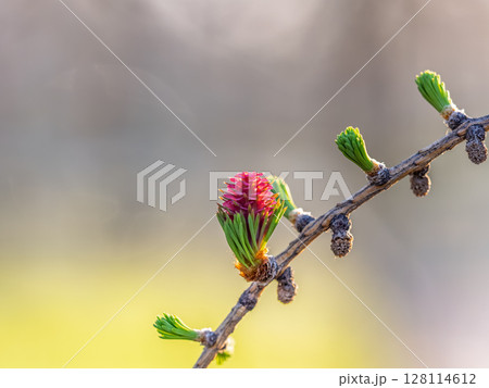 Larch tree fresh pink cones blossom at spring on nature background 128114612