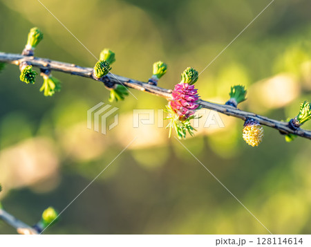 Larch tree fresh pink cones blossom at spring on nature background Larch tree fresh pink cones blossom at spring on nature background 128114614