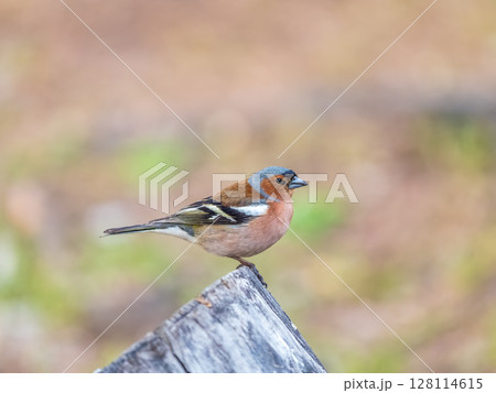 Common chaffinch, Fringilla coelebs, sits on a tree. Common chaffinch in wildlife. Common chaffinch, Fringilla coelebs, sits on a tree. Common chaffinch in wildlife. 128114615