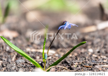Siberian squill, wood squill, Scilla siberica meadow plant with blue blossom in grass. Spring flower background Siberian squill, wood squill, Scilla siberica meadow plant with blue blossom in grass. Spring flower background 128114621