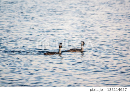 Two Great Crested Grebes swim in the lake Two Great Crested Grebes swim in the lake 128114627