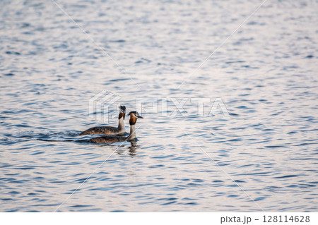 Two Great Crested Grebes swim in the lake 128114628