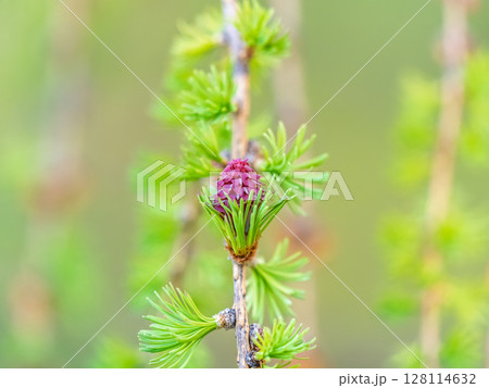 Larch tree fresh pink cones blossom at spring on nature background 128114632