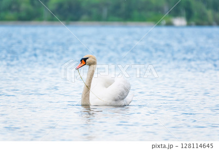 Graceful white Swan swimming in the lake, swans in the wild. Portrait of a white swan swimming on a lake. Graceful white Swan swimming in the lake, swans in the wild. Portrait of a white swan swimming on a lake. 128114645