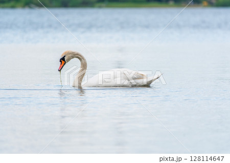 Graceful white Swan swimming in the lake, swans in the wild. Portrait of a white swan swimming on a lake. Graceful white Swan swimming in the lake, swans in the wild. Portrait of a white swan swimming on a lake. 128114647
