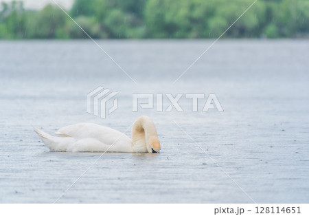 Graceful white Swan swimming in the lake, swans in the wild. Portrait of a white swan swimming on a lake. Graceful white Swan swimming in the lake, swans in the wild. Portrait of a white swan swimming on a lake. 128114651